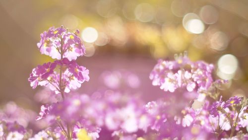 Close-up of purple flowering plant