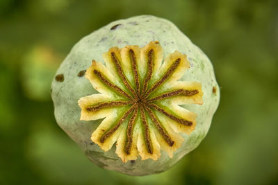 Close-up of yellow poppy flower