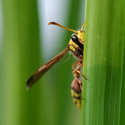 Close-up of insect on leaf