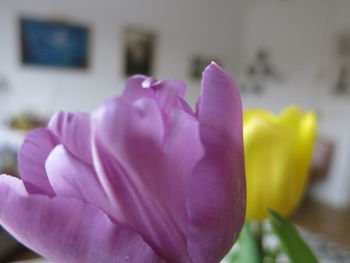 Close-up of pink flower