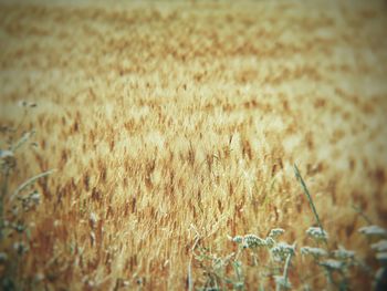 Close-up of stalks in field