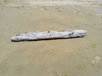 High angle view of driftwood on sand at beach