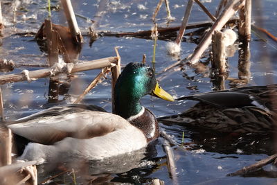 Birds in a lake