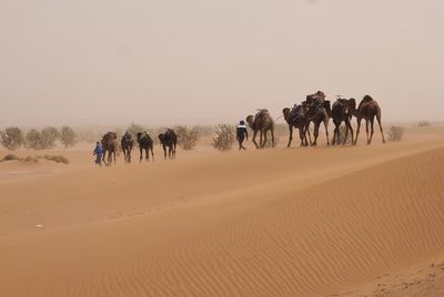 People riding in desert against sky