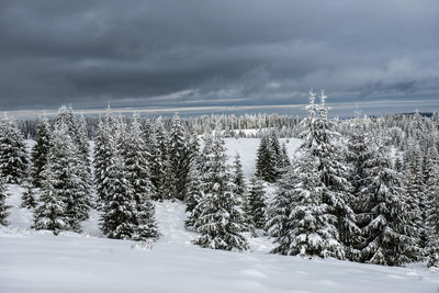 Pine trees forest covered by snow in winter against cloudy sky