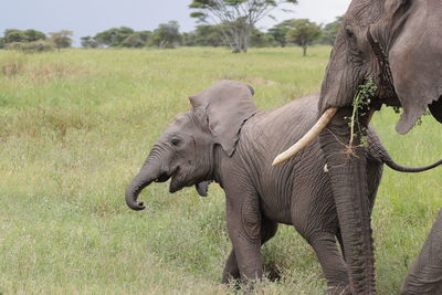 An african elephant calf leading it's mother