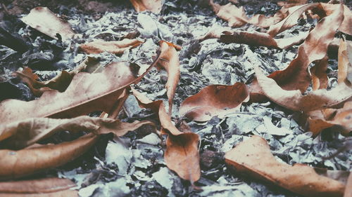 High angle view of dry leaves on snow