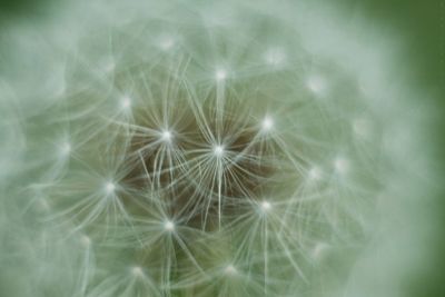 Close-up of dandelion against blurred background