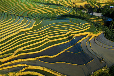 Terrace field in northern vietnam