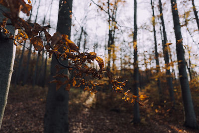 Close-up of autumn leaves in forest