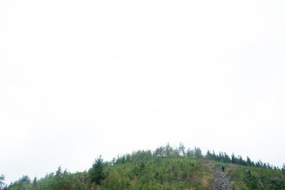 Low angle view of trees against clear sky