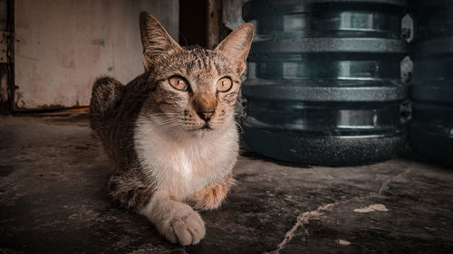 Portrait of cat on floor