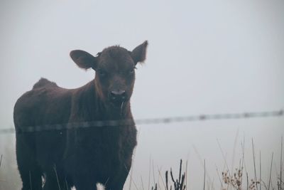 Portrait of calf during foggy weather