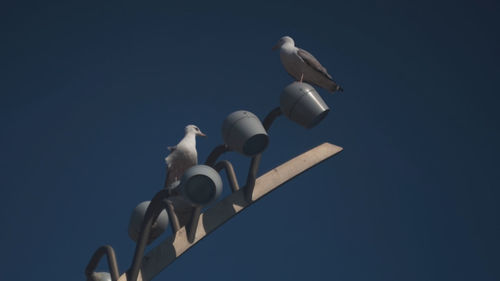 Low angle view of bird perching against sky