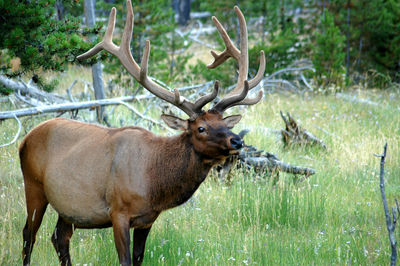 Bull elk in the woods