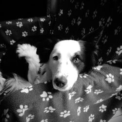 Close-up portrait of dog lying on bed at home