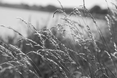 Grass,wind, black and white