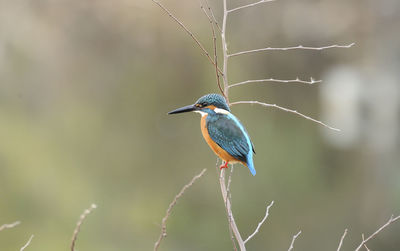 Close-up of bird perching on branch