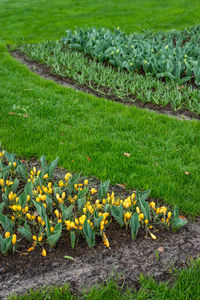 Yellow flowers growing on field