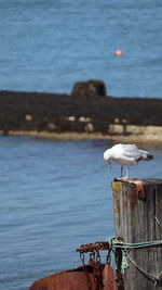 Seagull perching on wooden post