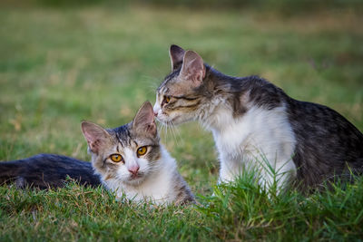 Cat looking away on grassy field