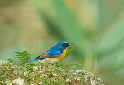 Close-up of bird perching on leaf