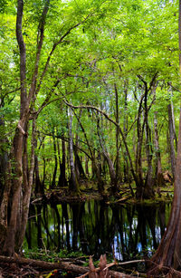 Scenic view of lake amidst trees in forest