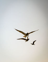 Low angle view of bird flying against clear sky