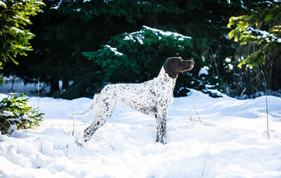 Dog on snow covered field