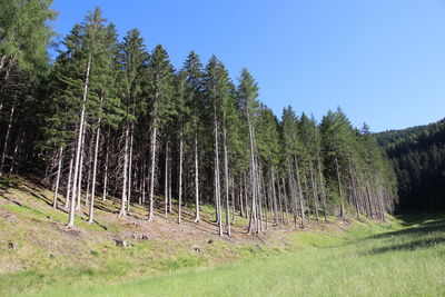 Trees on field against sky