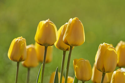 Close-up of yellow tulips on field