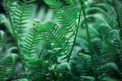 Background of dark green young fern leaves close up. beautiful green background