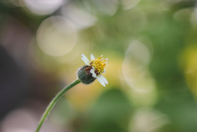 Close-up of honey bee on plant