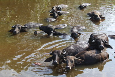 High angle view of water buffalos swimming in lake