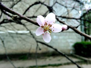 Close-up of white flowers blooming outdoors