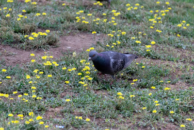 View of bird on field
