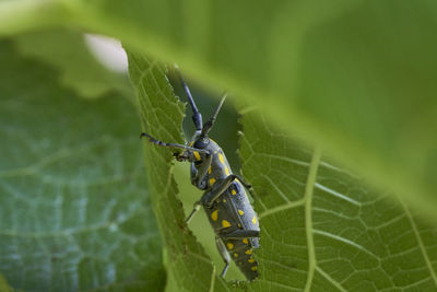 Close-up of insect on leaf