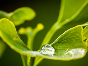 Close-up of fresh green plant