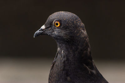 Close-up of a bird