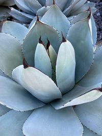 High angle view of succulent plant