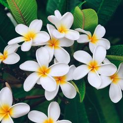 Close-up of flowers blooming outdoors