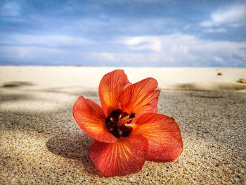 Close-up of orange flower on beach