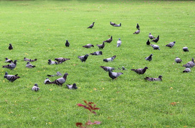 High angle view of ducks on grassy field