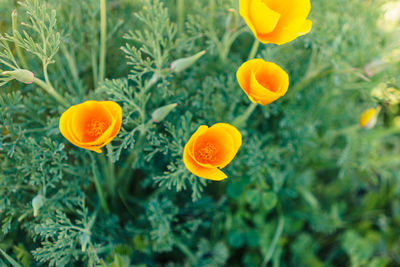 High angle view of yellow flowering plants on land