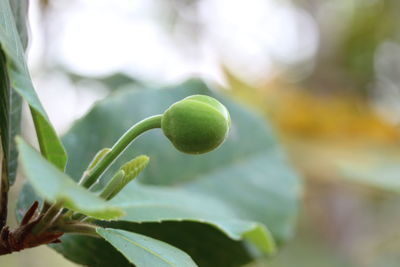 Close-up of fruit growing on tree