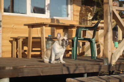 Portrait of dog sitting on chair