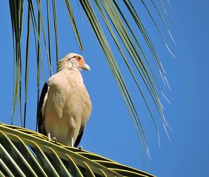 Low angle view of bird perching on cable against clear blue sky