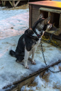 Dog looking away on snow