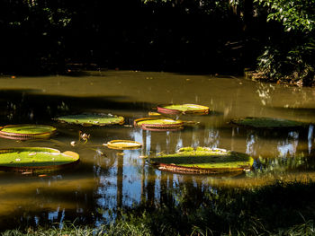 Reflection of trees in lake