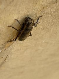 Close-up of insect on wall